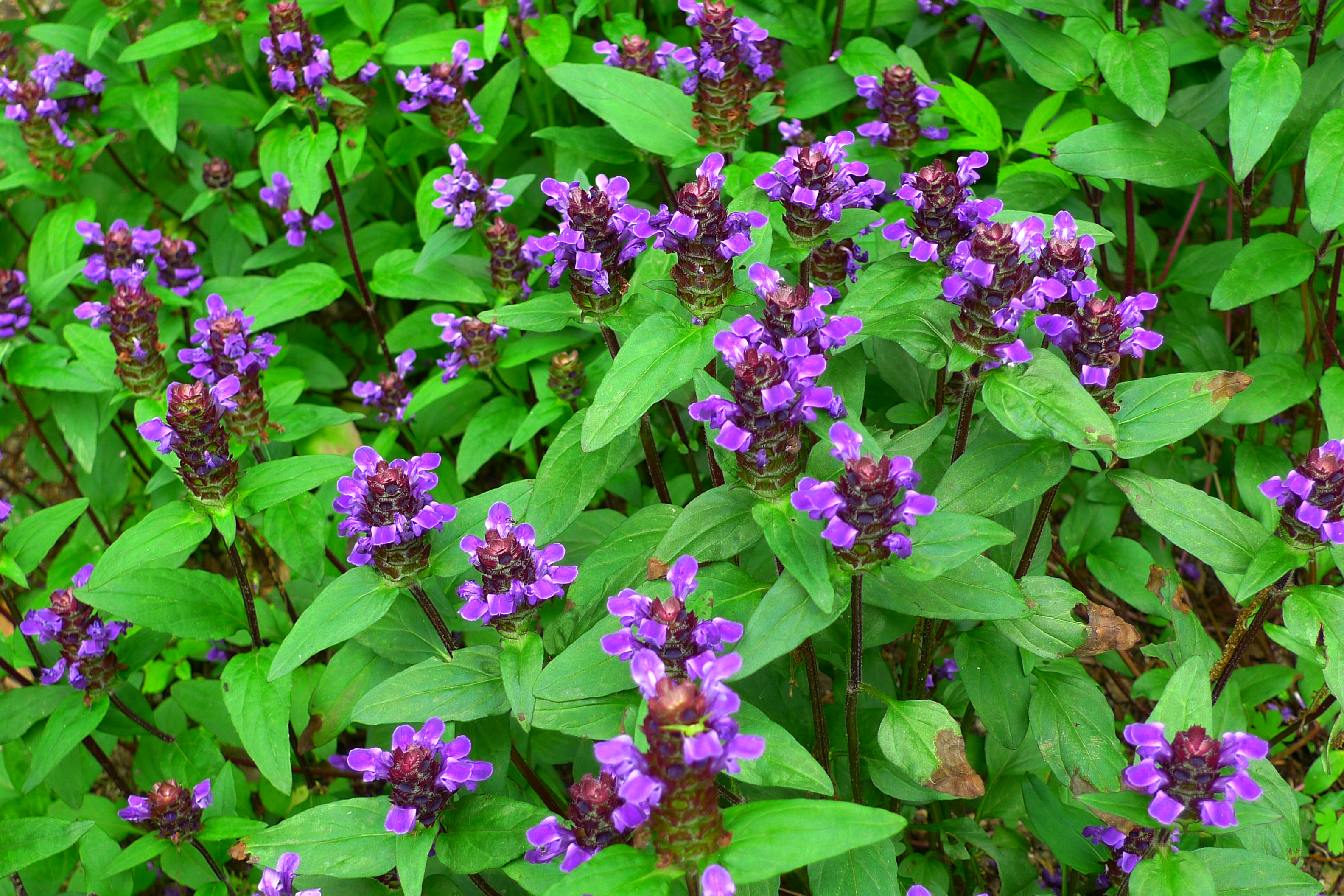 Prunella vulgaris var. lilacina